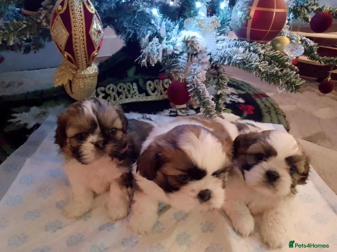 Shih Tzu dogs for sale: 3 lovely girl shih tzu puppies  - Advert 16