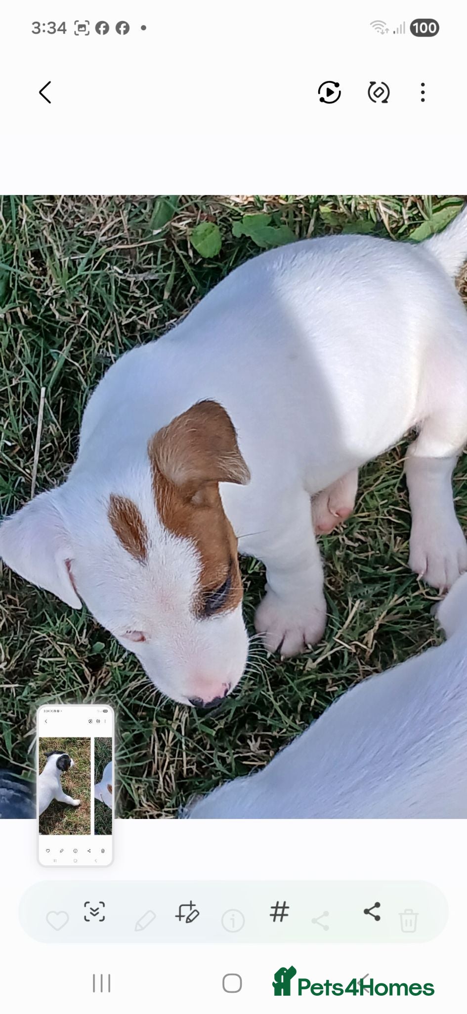 Jack Russell dogs Jack Russell puppies for sale - Advert 1