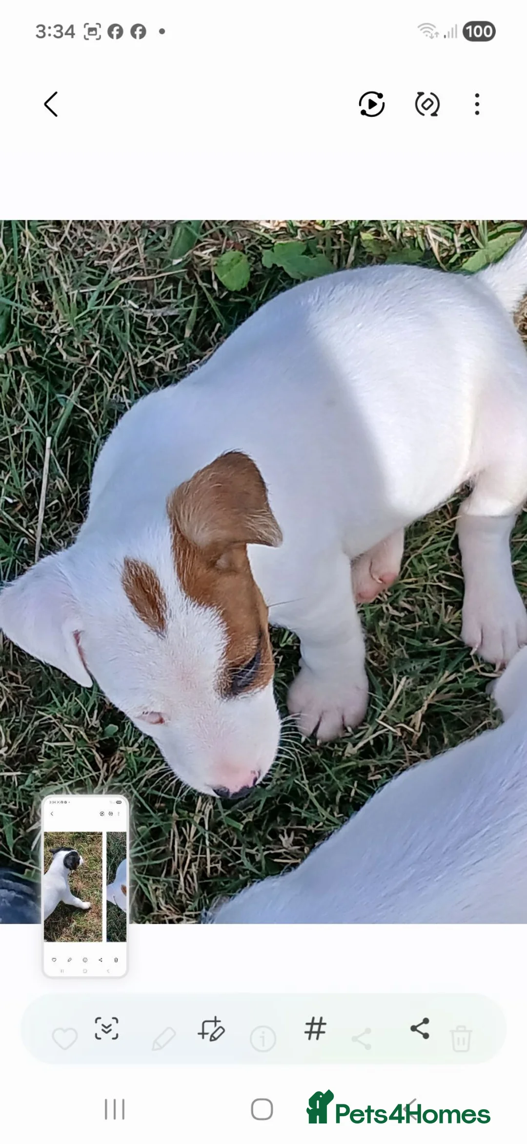 Jack Russell dogs for sale: Jack Russell puppies for sale - Advert 2
