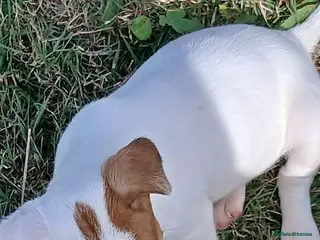 Jack Russell dogs Jack Russell puppies for sale - Advert 1