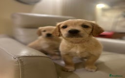 Golden Retriever dogs for sale: Gorgeous golden retriever puppies for sale - Image 15