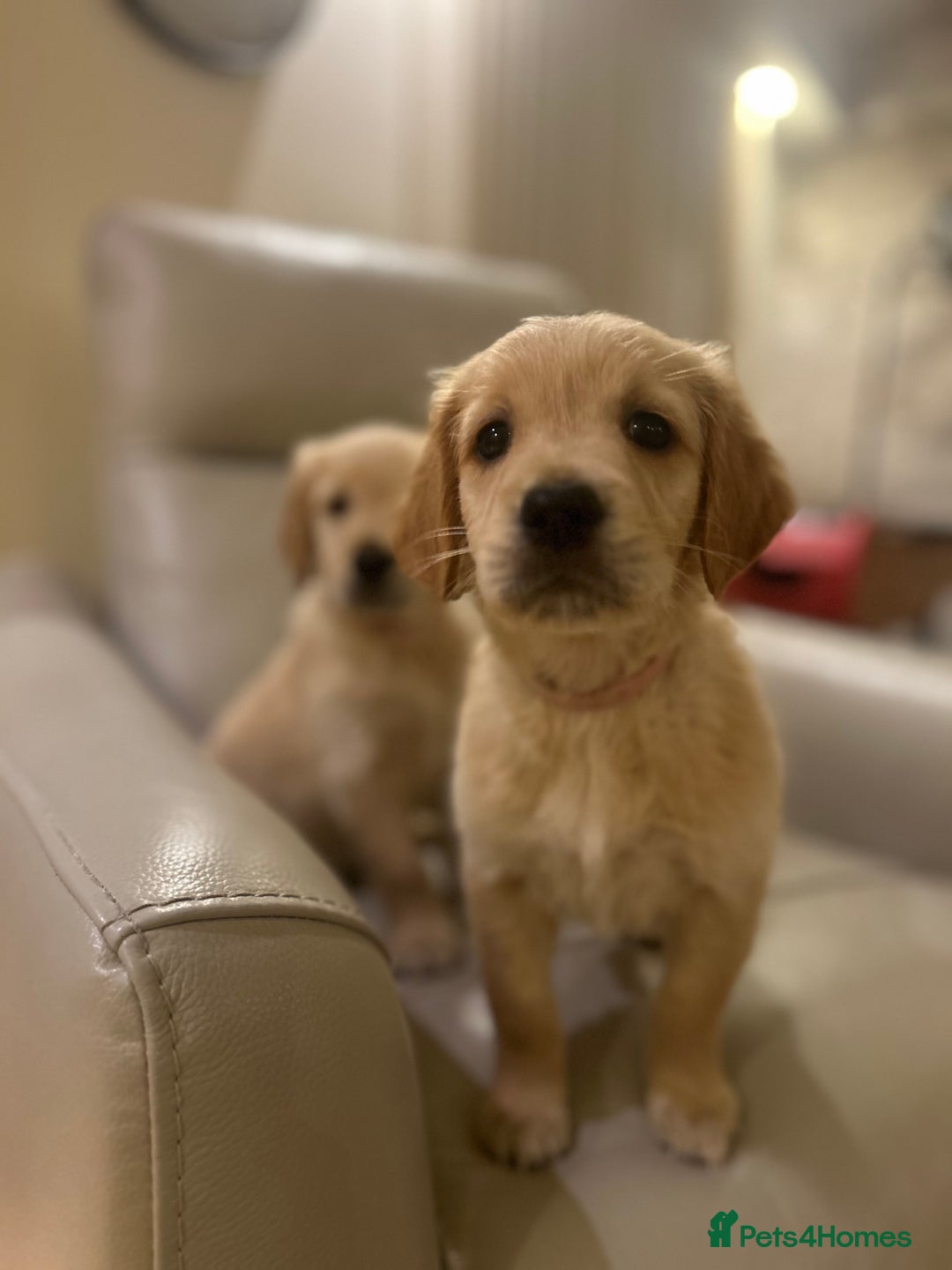 Golden Retriever dogs for sale: Gorgeous golden retriever puppies for sale - Image 15
