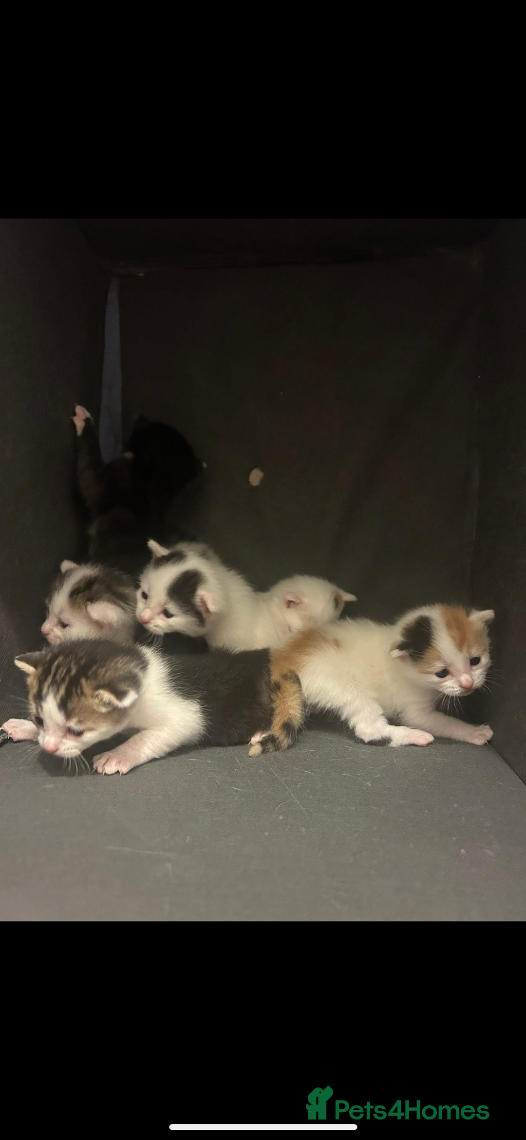 Mixed Breed cats for sale: Beautiful kittens  - Advert 9