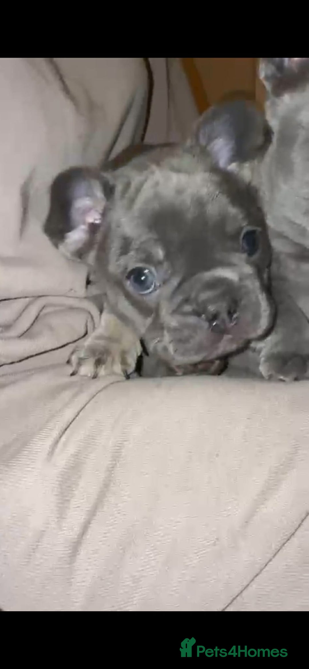 French Bulldog dogs for sale: French bulldog puppies - Advert 7
