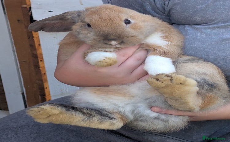 Mini Lion Lop rabbits - Advert 2