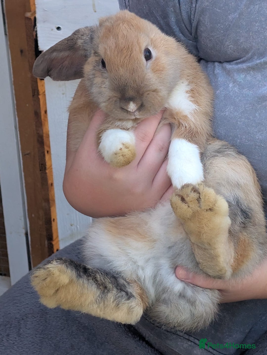 Mini Lion Lop rabbits for sale: Beautiful 4 month old female rabbit. - Image 1