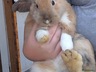 Mini Lion Lop rabbits Beautiful 7 month old female rabbit. - Advert 17