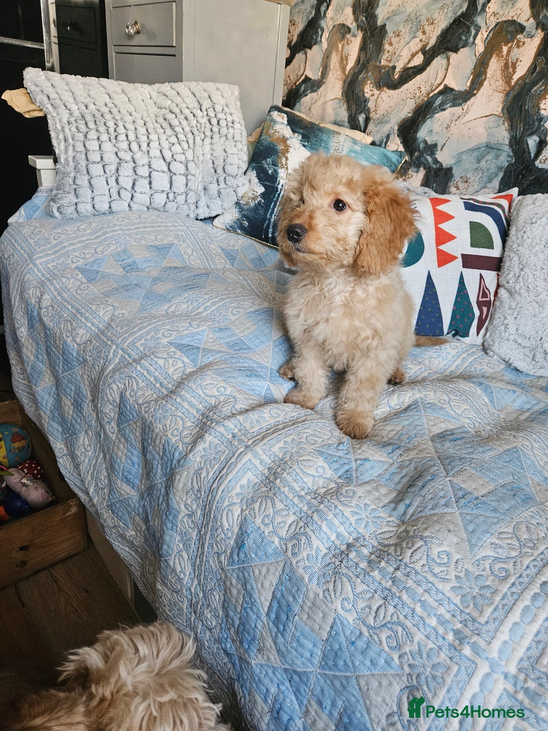 Cockapoo dogs for sale: Cockapoo - Advert 7