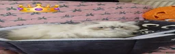 Exotic cats for sale: EXCEPTIONAL PERSIAN EXOTIC KITTENS  - Advert 27