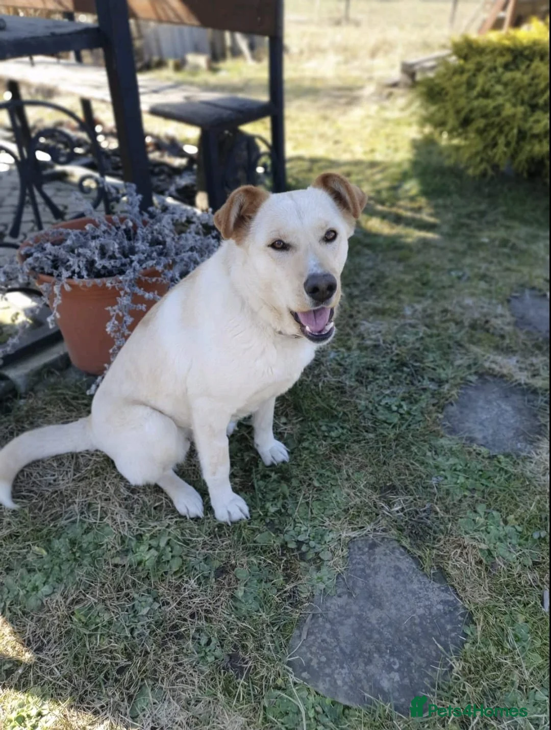 Mixed Breed dogs for adoption: ❤️🐶 NOLA – THE GIRL WHO STILL WAITS AND BELIEVES in Burton-on-Trent - Advert 2
