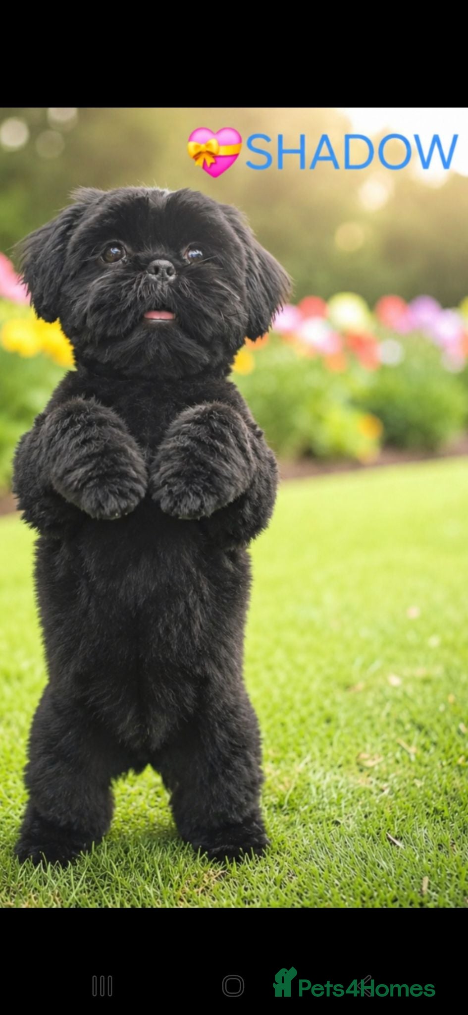 Shih Tzu dogs 🐶LAST STANDARD SHIH TZU🐶 - Advert 8