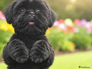 Shih Tzu dogs 🐶LAST STANDARD SHIH TZU🐶 - Advert 8