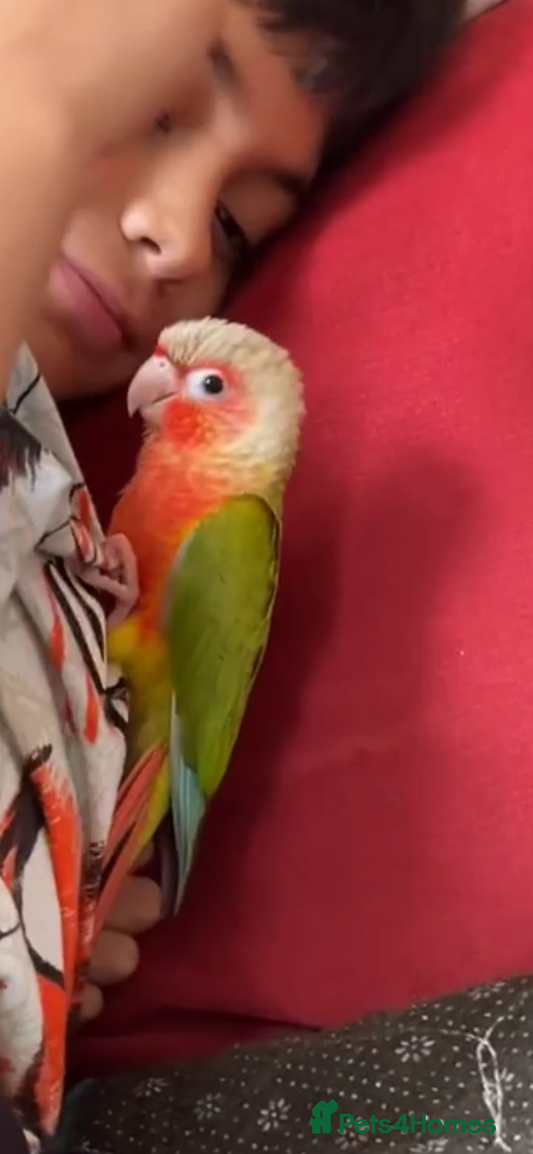 Conures birds for sale: mimi5 - Image 1