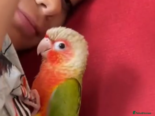 Conures birds - Advert 1