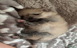 Pomeranian dogs for sale: Pomeranian pups🩵🩷 - Image 8