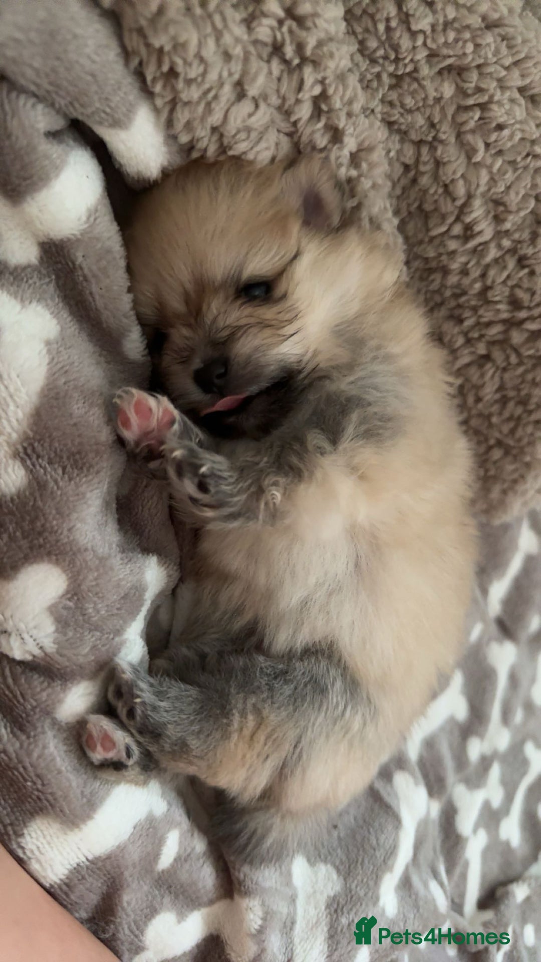 Pomeranian dogs for sale: Pomeranian pups🩵🩷 - Image 8