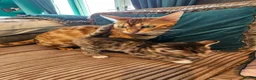 Bengal cats for sale: Begal cross kittens  - Advert 7