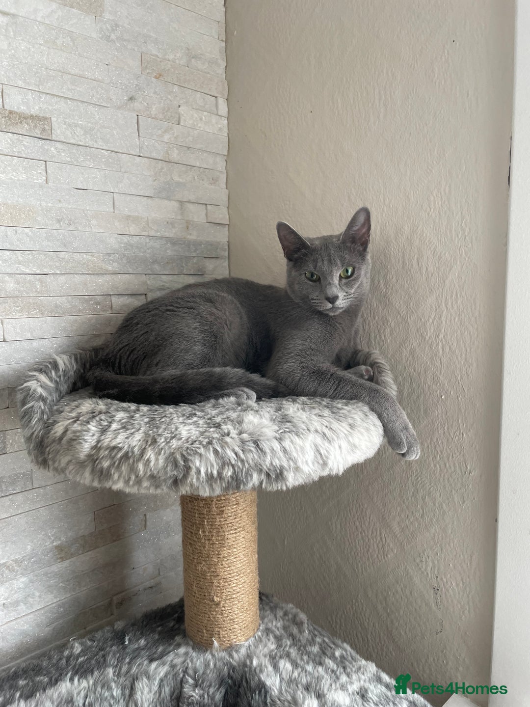 Russian Blue cats for sale: Russian blue TICA registered kittens  - Advert 2
