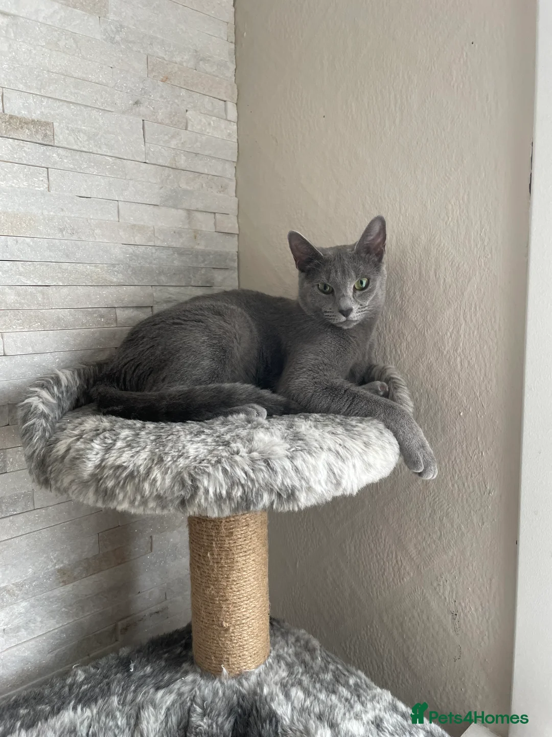 Russian Blue cats for sale: Russian blue TICA registered kittens  - Advert 4