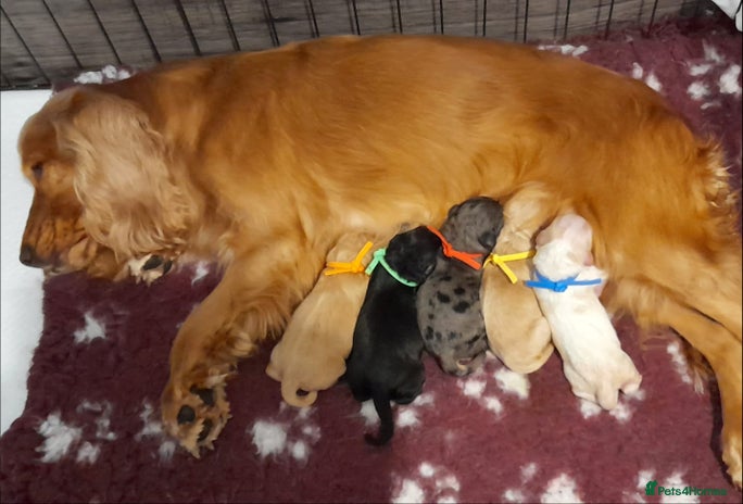 Cockapoo dogs Stunning F1 Cockapoos Available - Advert 2