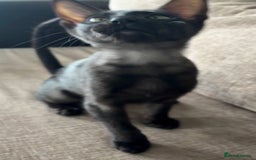 Serengeti cats for sale: Handsome tica reg black smoke male  - Advert 4