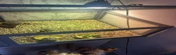 Hermann Tortoise reptiles for sale: 2 Hermann tortoises and table - Advert 3