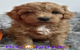 Maltipoo dogs for sale: red toy maltipoos - Image 12