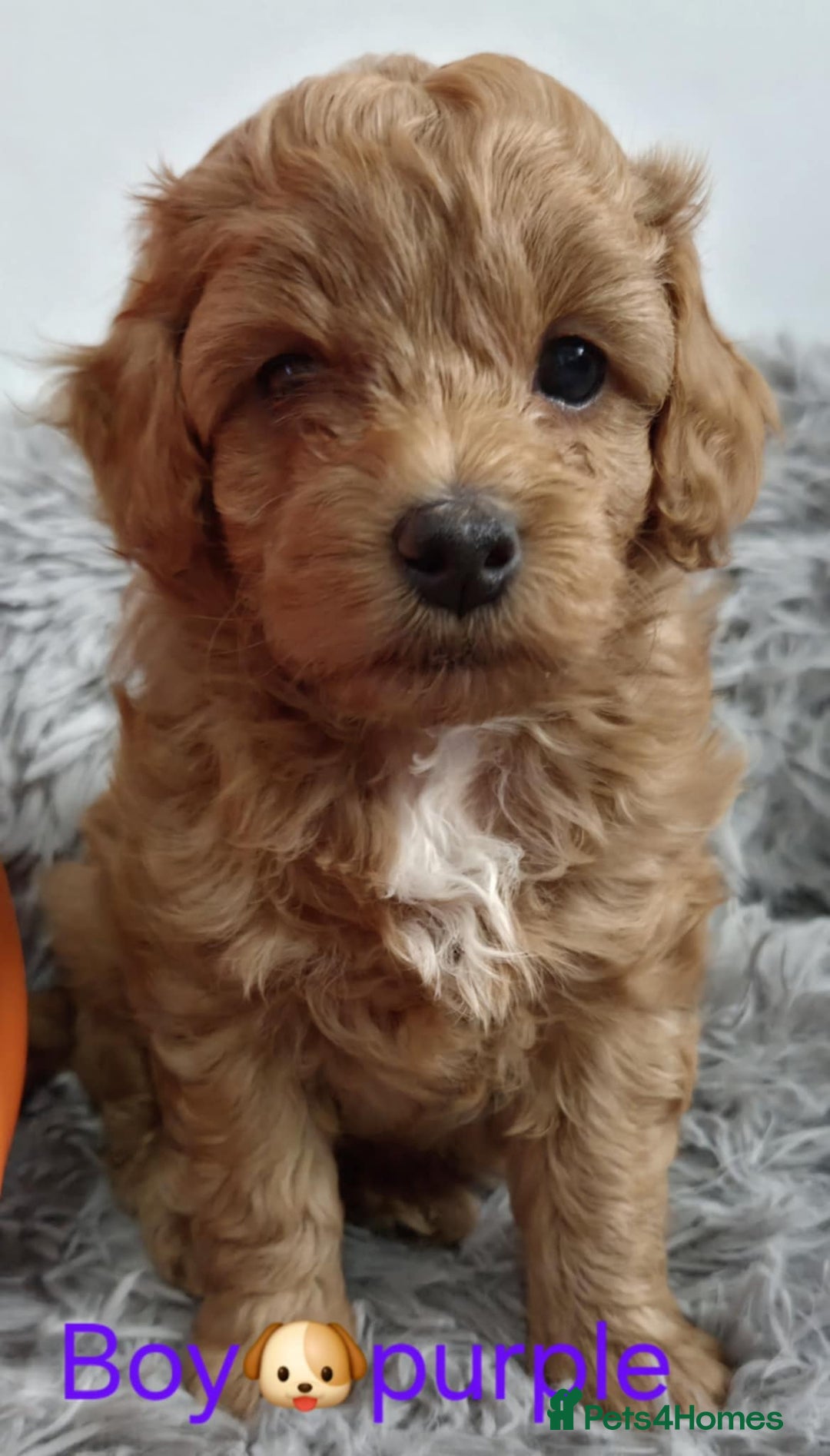 Maltipoo dogs for sale: red toy maltipoos - Image 12
