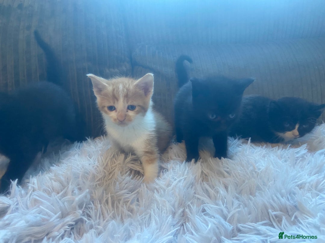 Mixed Breed cats for sale: 😻😻 2 beautiful black girls available 😻😻 - Image 5