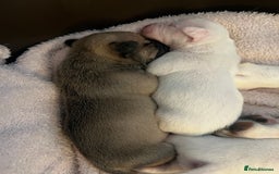 Mixed Breed dogs for sale: Bulldach Puppies - Image 9