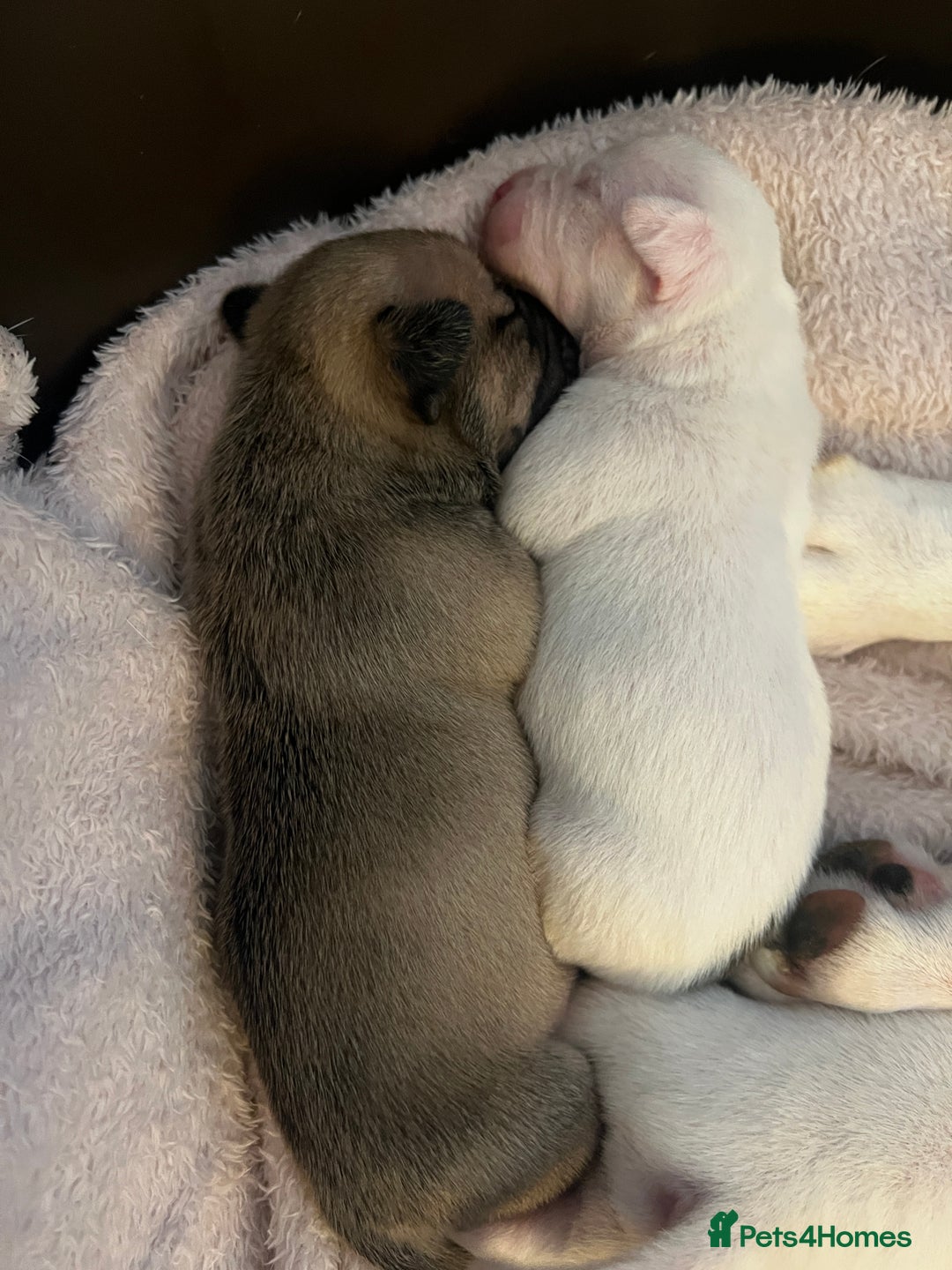 Mixed Breed dogs for sale: Bulldach Puppies - Image 9