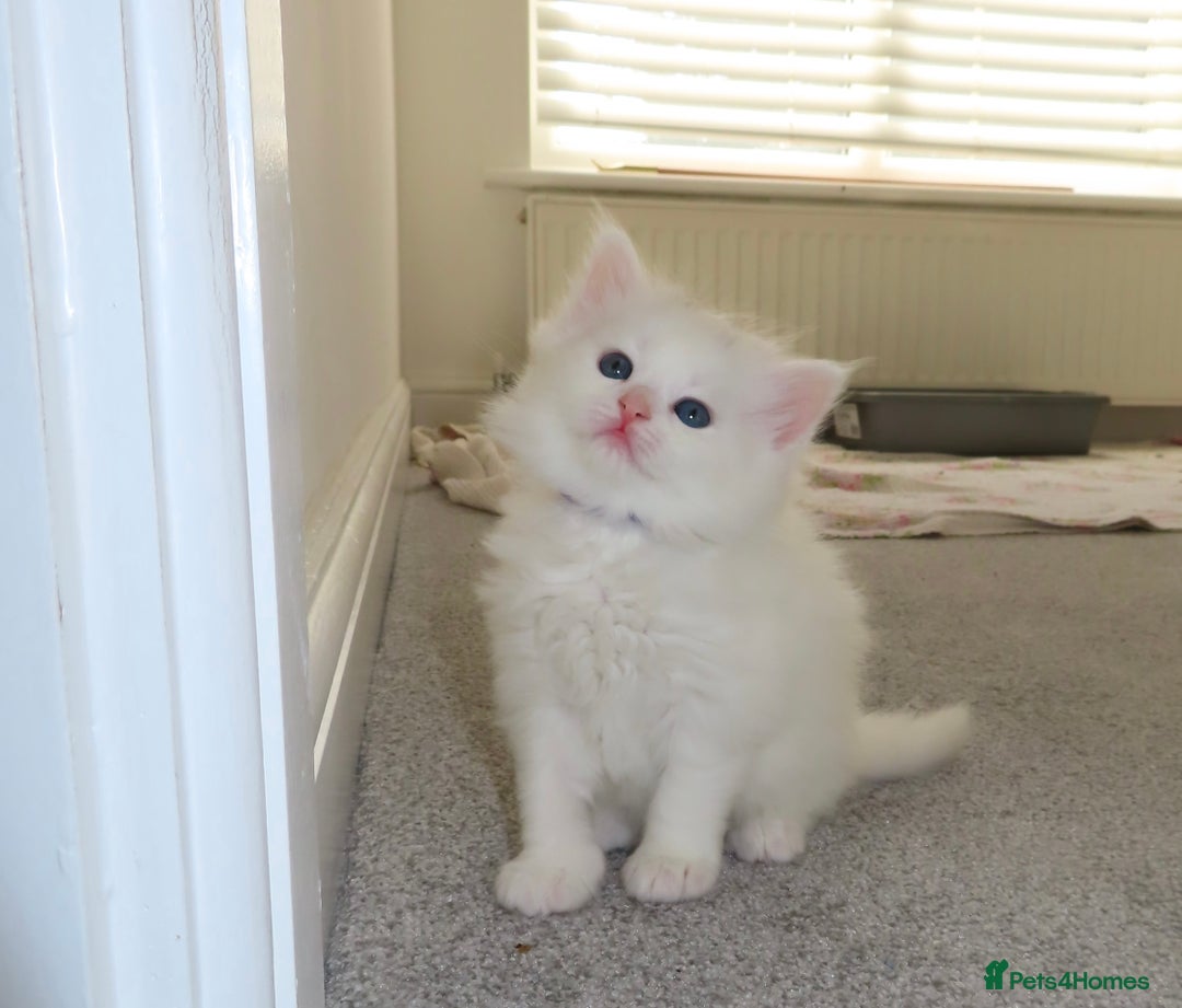 Siberian cats for sale: Little Fluffy Hypoallergenic Siberian Babies 🐾 - Advert 8