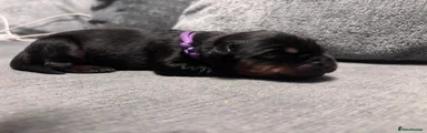 Rottweiler Puppy 6