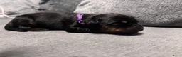 Rottweiler dogs for sale: ELITE KC REGISTERED GERMAN ROTTWEILER PUPPIES  - Advert 18