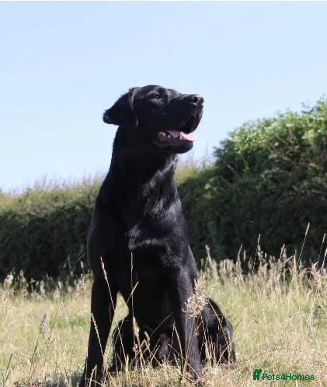 Labrador Retriever dogs for sale:  KC registered Labrador puppies for sale  - Advert 13