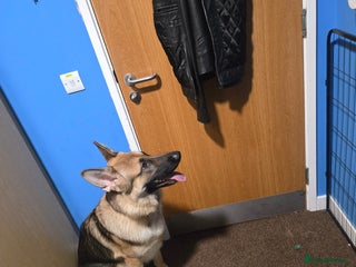 German Shepherd dogs Lovely German Shepherd named Rory - Advert 2