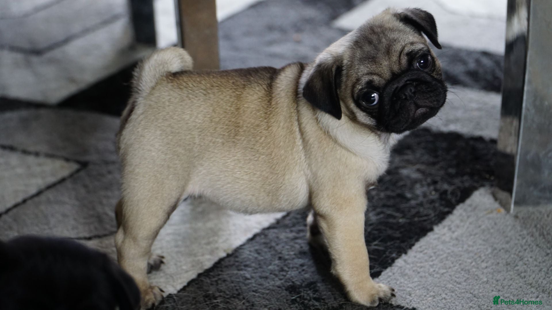 Pug dogs Adorable  PUG Puppies looking for Their Homes  - Advert 2