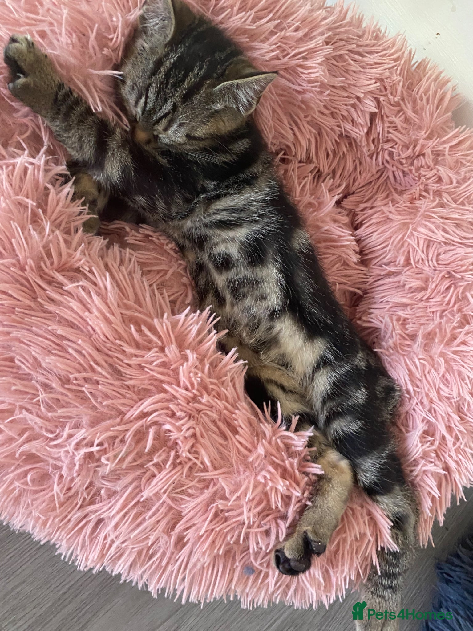 Bengal cats Male Bengal kittens, needing  a ❤️🏡 - Advert 17