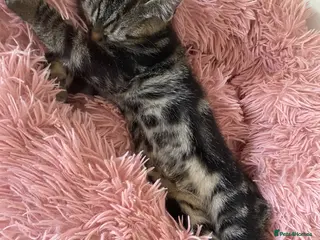 Bengal cats Male Bengal kittens, needing a ❤️🏡 - Advert 17
