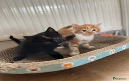 Mixed Breed cats for sale: Beautiful kittens  - Image 9