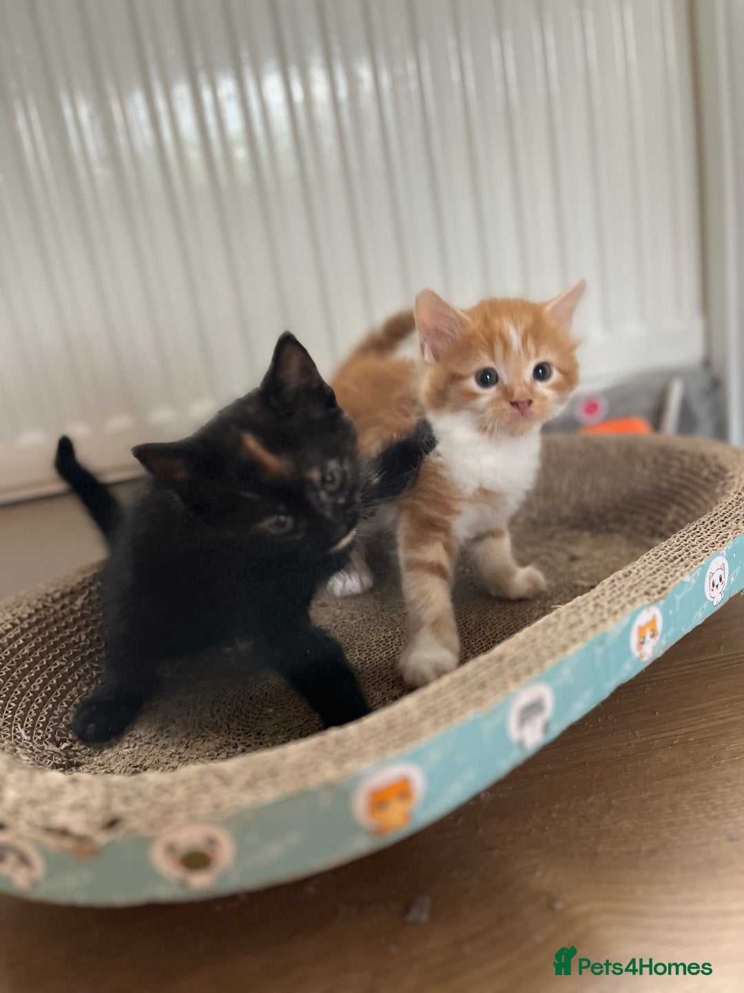 Mixed Breed cats for sale: Beautiful kittens  - Image 9