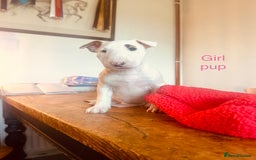 English Bull Terrier dogs for sale: Ready Now! KC registered pups  - Image 1