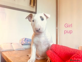 English Bull Terrier dogs - Advert 4