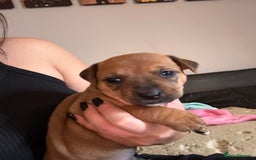 Mixed Breed dogs for sale: Rottweiler cross saluki puppies  - Image 21