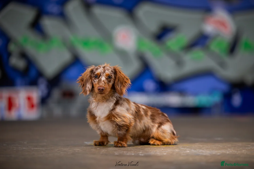 Dachshund dogs for stud: Dapple chocolate tan  in Bedford - Advert 2
