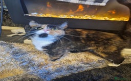 Mixed Breed cats for sale: X3 kittens. - Image 4