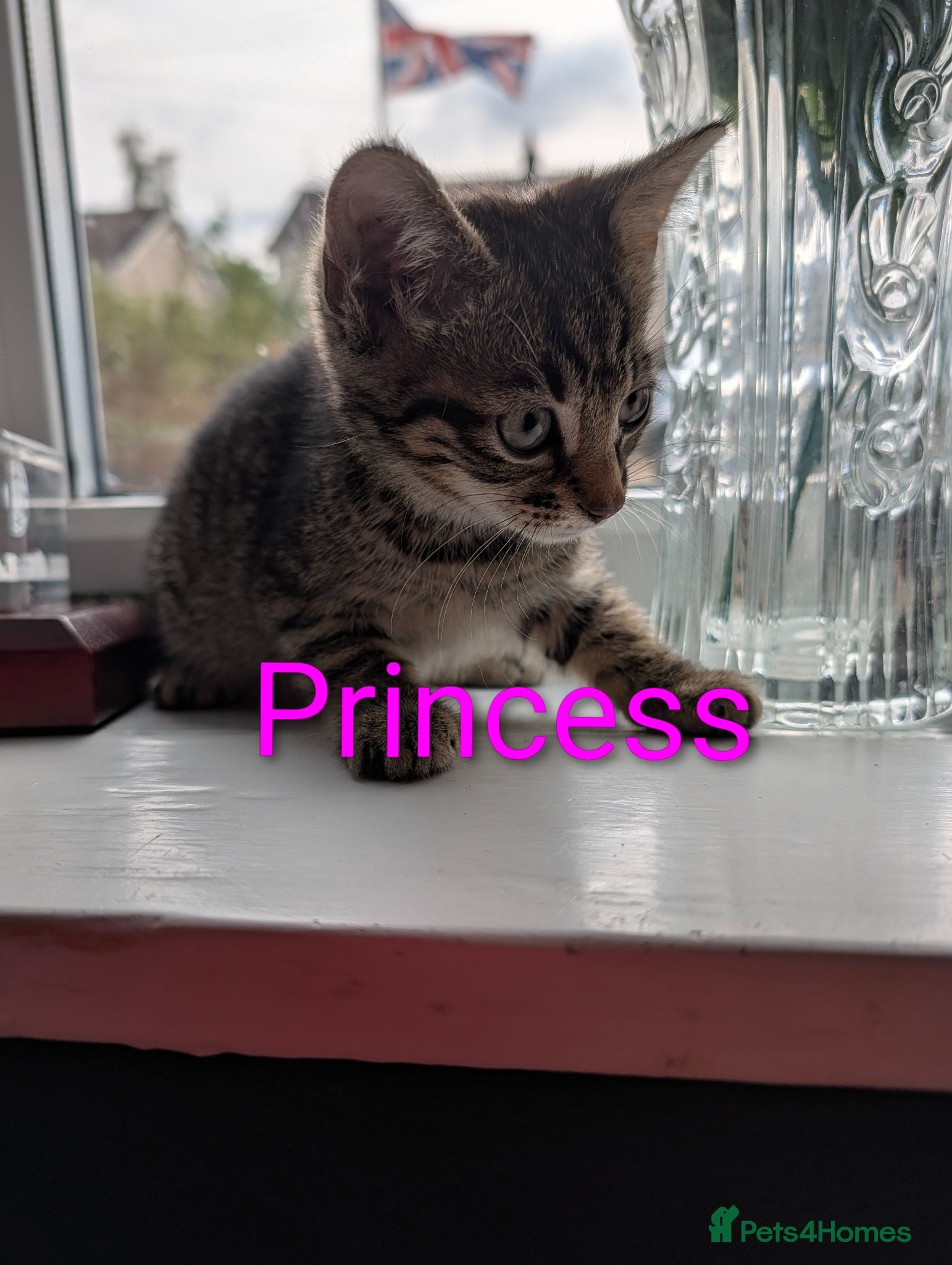 Mixed Breed cats 🩷 READY TO LEAVE NOW 🩵 - Advert 2