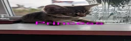 Mixed Breed cats for sale: Beautiful kittens ready for new homes NOW! in King's Lynn - Advert 4