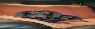 Dachshund 1