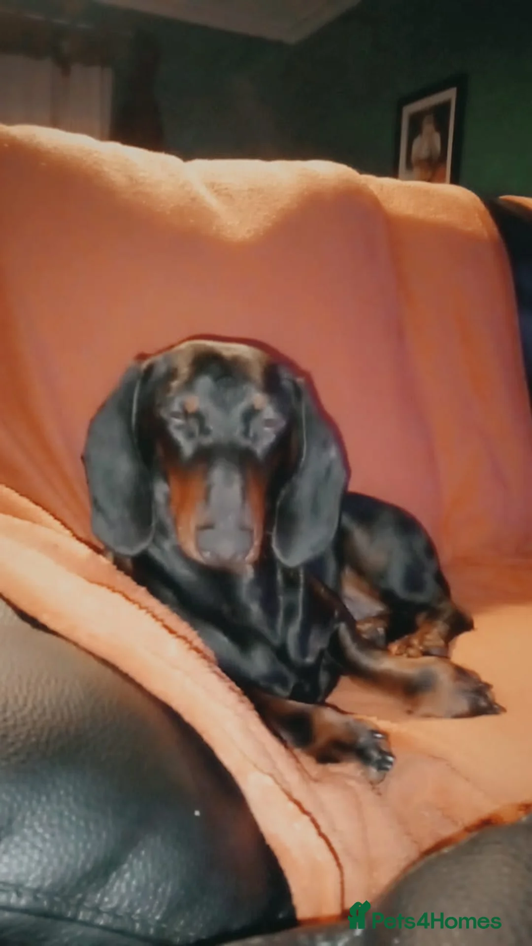 Dachshund dogs for sale: Dottie - Advert 2